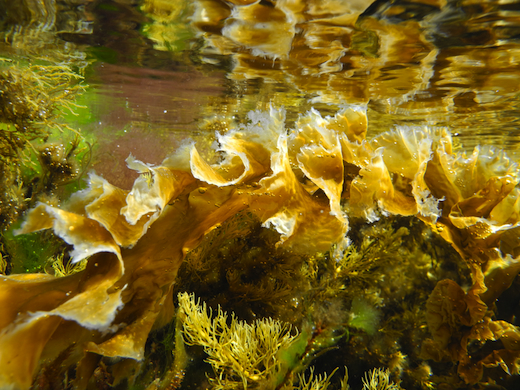 The Seaweed Site: information on marine algae