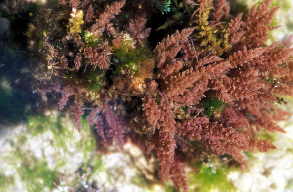 Pale purplish-red, quickly degenerating when removed from the water and becoming distinctly orange; fronds bushy, with a cylindrical axis to1 mm wide and 200 mm long. Both phases readily reproduce vegetatively. Photographs by  M.D. Guiry