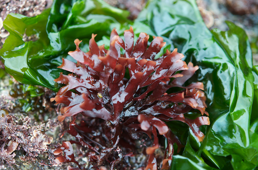 Cartilaginous, fleshy, flattened, dark red fronds, 60-100 mm high, with short cylindrical stipe arising from basal disc. On sand-covered rocks, lower intertidal, southern and western coasts, often locally abundant